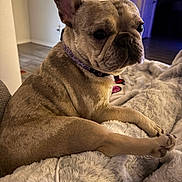 Stormy joined the competition — help win amazing prizes! dog, french_bulldog, pet, animal, portrait, indoors, blanket, bed, lying_down, sitting, collar, ears, wrinkles, brown, tan, home, cozy, cute, serious, photography