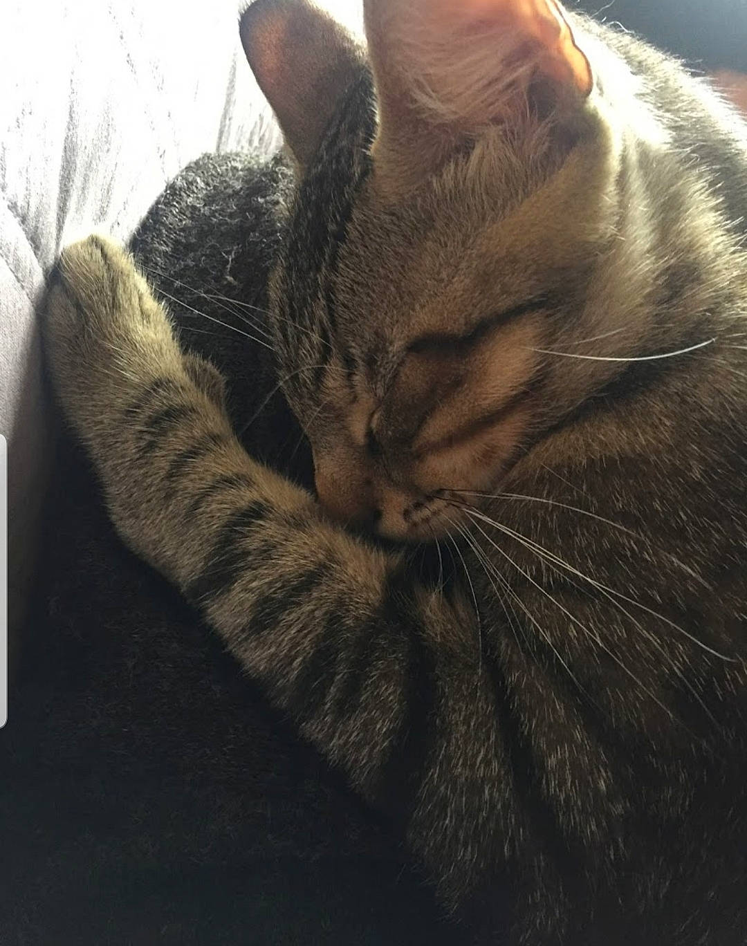 Cacahuete a rejoint le concours — aidez-le/la à gagner de superbes lots ! asian, california_spangled, carnivore, cat, close_up, domestic_short_haired_cat, dragon_li, ear, european_shorthair, felidae, fur, nap, paw, sky, small_to_medium_sized_cats, snout, tabby_cat, tail, whiskers