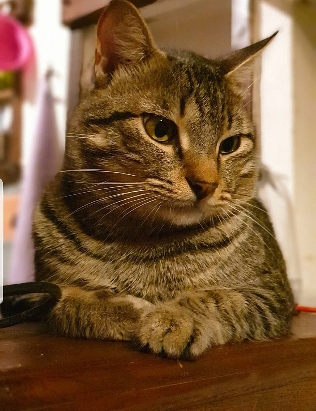 Cacahuete participe au concours pour gagner de l'argent avec cette photo : american_shorthair, asian, australian_mist, british_semi_longhair, california_spangled, carnivore, cat, domestic_short_haired_cat, dragon_li, european_shorthair, fawn, felidae, mammal, ocicat, pixie_bob, small_to_medium_sized_cats, snout, tabby_cat, vertebrate, whiskers