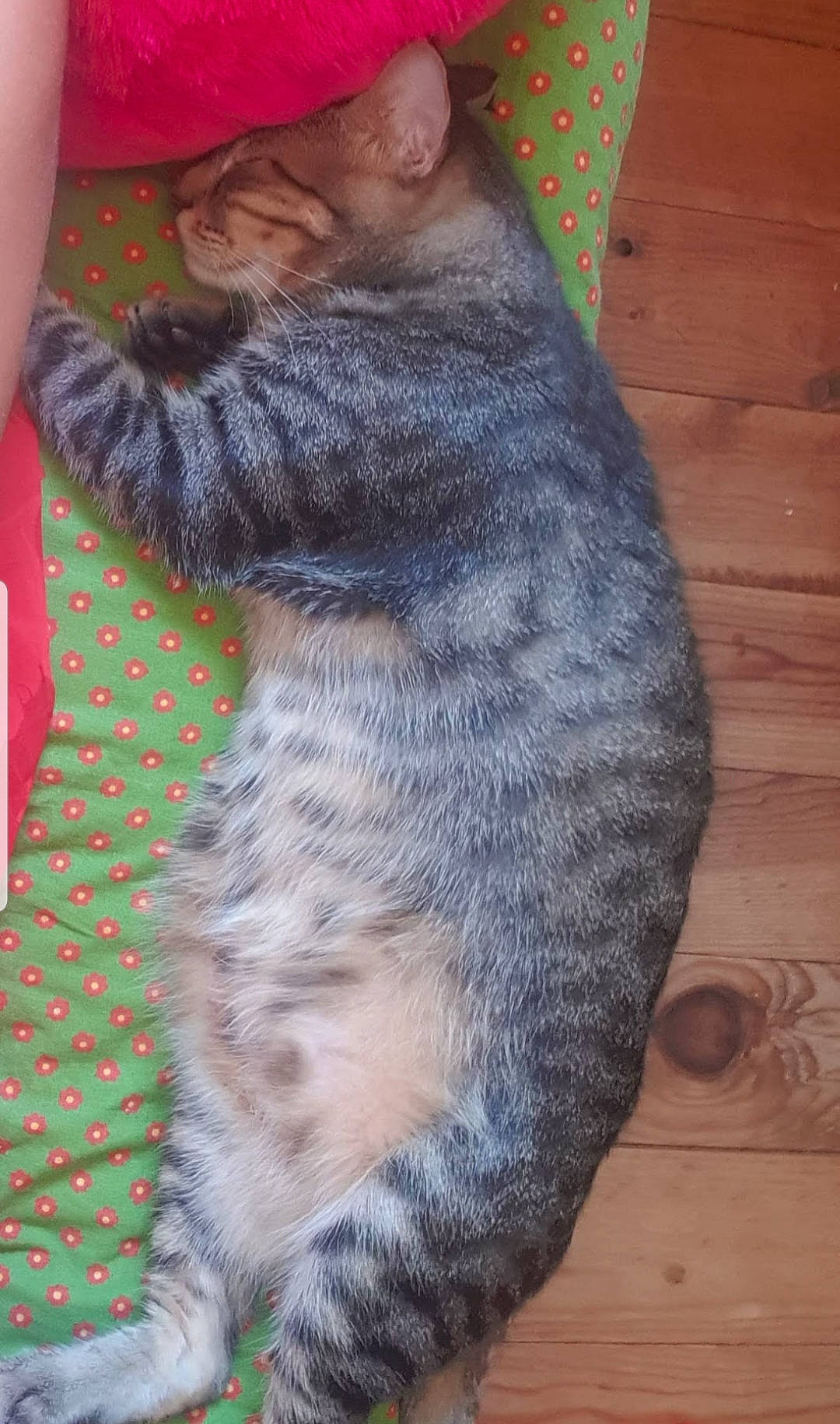 Cacahuete a rejoint le concours — aidez-le/la à gagner de superbes lots ! american_shorthair, carnivore, cat, domestic_short_haired_cat, egyptian_mau, european_shorthair, felidae, fur, small_to_medium_sized_cats, tabby_cat, tail, whiskers