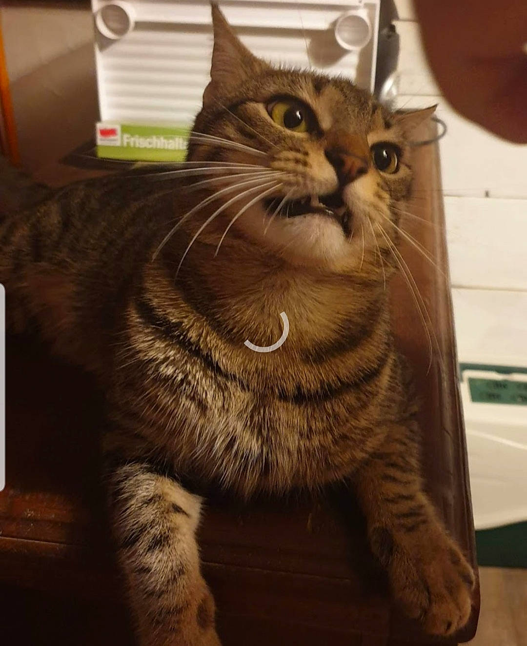 Cacahuete a rejoint le concours — aidez-le/la à gagner de superbes lots ! aegean_cat, american_shorthair, asian, california_spangled, carnivore, cat, domestic_short_haired_cat, dragon_li, european_shorthair, fawn, felidae, fur, kitten, mammal, pixie_bob, small_to_medium_sized_cats, snout, tabby_cat, whiskers