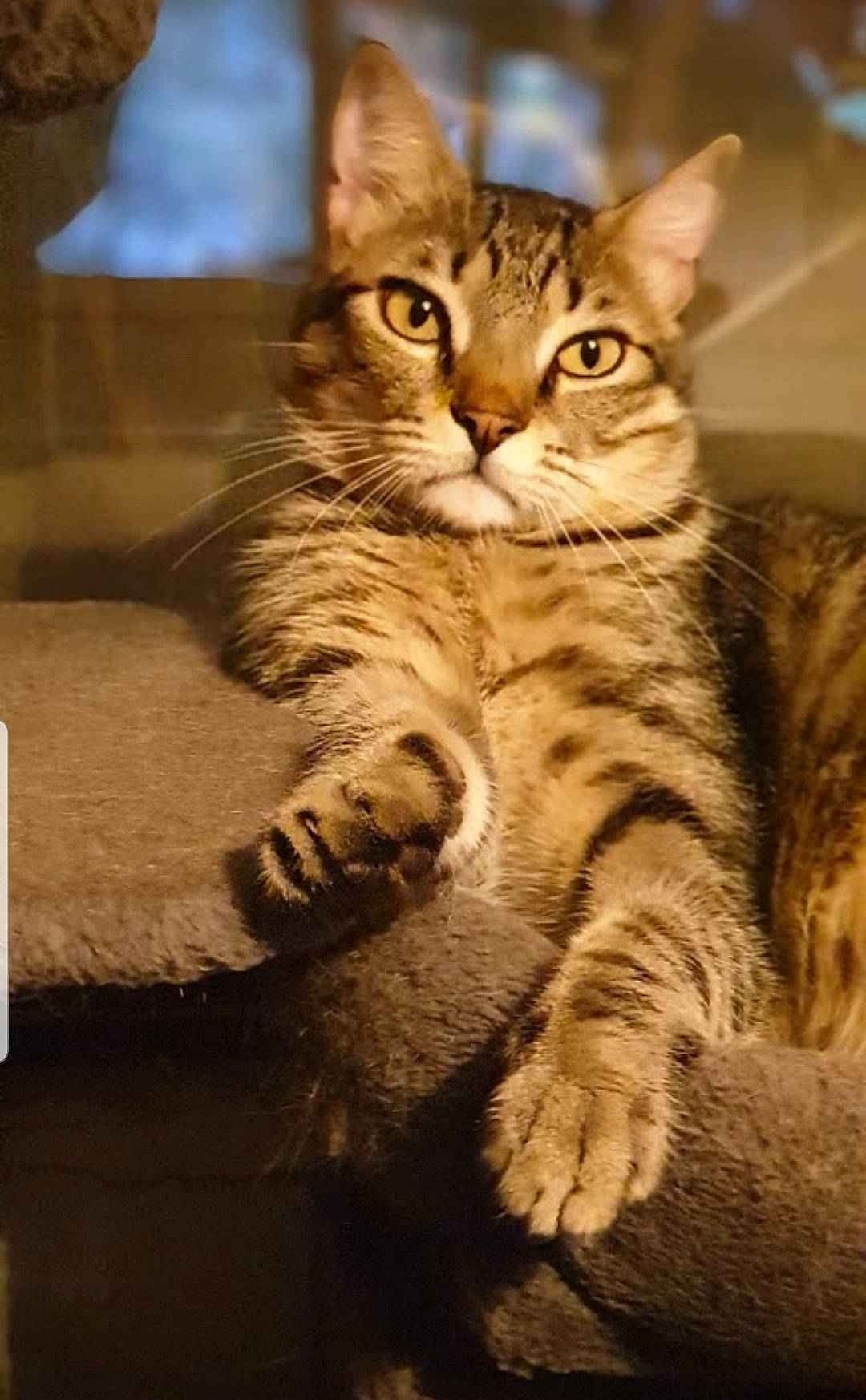 Cacahuete a rejoint le concours — aidez-le/la à gagner de superbes lots ! american_shorthair, asian, australian_mist, california_spangled, carnivore, cat, domestic_short_haired_cat, dragon_li, egyptian_mau, european_shorthair, felidae, kitten, mammal, ocicat, pixie_bob, small_to_medium_sized_cats, tabby_cat, toyger, vertebrate, whiskers