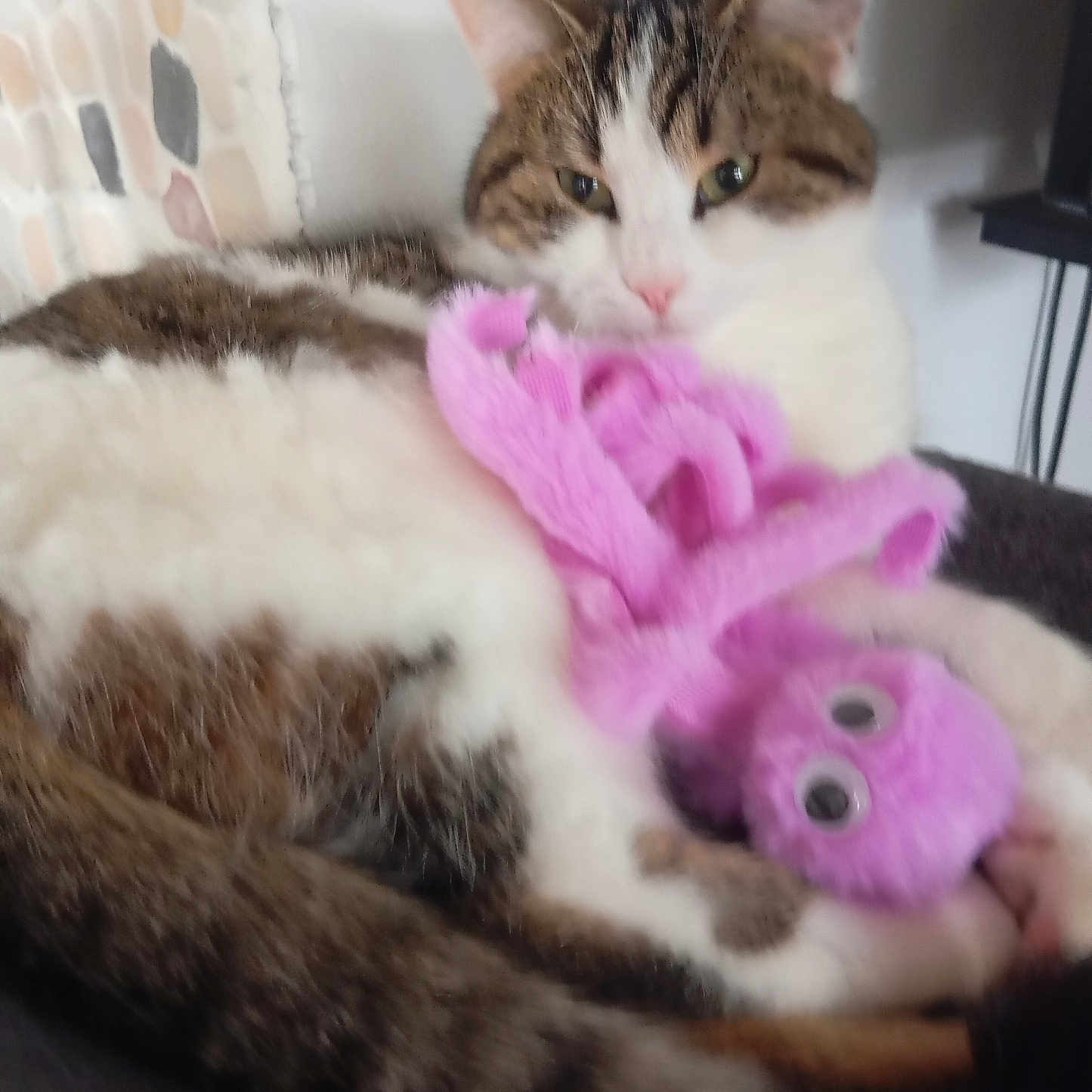 Chipie participe au concours pour gagner de l'argent avec cette photo : animal, background_wall, cat, close_up, companion, cute, domestic_cat, fur, fuzzy_toy, home, indoor, pet, pink, relaxed, resting, sleepy, soft_texture, tabby_cat, toy, whiskers