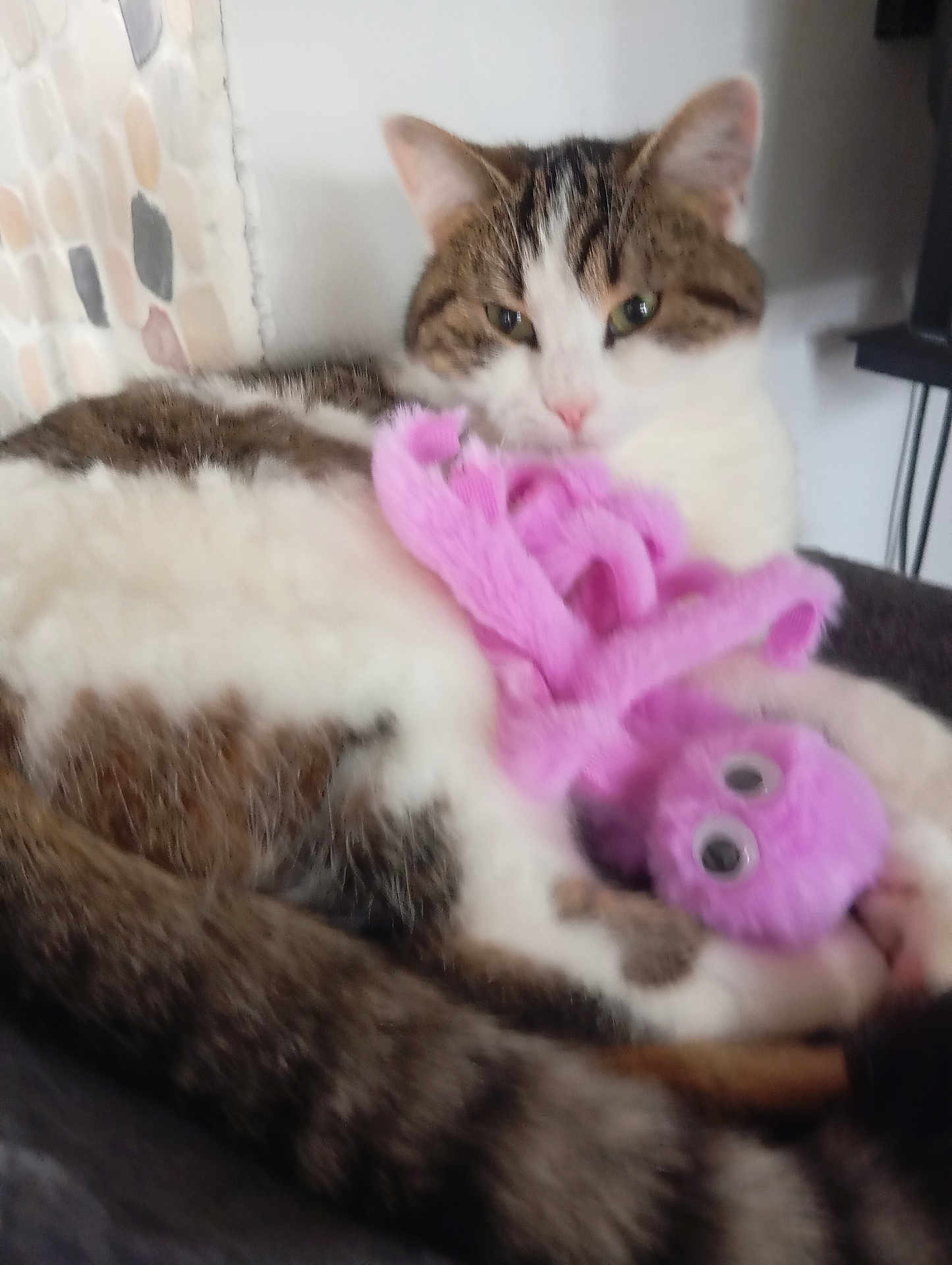 Chipie participe au concours pour gagner de l'argent avec cette photo : cat, tabby_cat, toy, pink, fuzzy_toy, indoor, pet, animal, relaxed, sleepy, close_up, fur, whiskers, cute, domestic_cat, resting, soft_texture, background_wall, home, companion