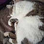Chipie a rejoint le concours — aidez-le/la à gagner de superbes lots ! cat, sleeping, curled_up, feline, fur, paw, tail, blanket, cozy, resting, domestic_animal, pet, whiskers, indoor, relaxation, cute, tabby, white_fur, brown_fur, soft