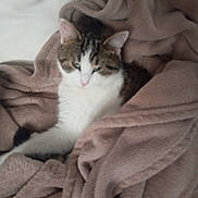 Chipie participe au concours pour gagner de l'argent avec cette photo : cat, blanket, cozy, furry, pet, sleepy, indoor, fur, animal, cute, resting, tabby, white, comfort, soft, warm, relaxing, domestic, mammal, snuggle