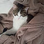 cat, blanket, cozy, furry, pet, sleepy, indoor, fur, animal, cute, resting, tabby, white, comfort, soft, warm, relaxing, domestic, mammal, snuggle