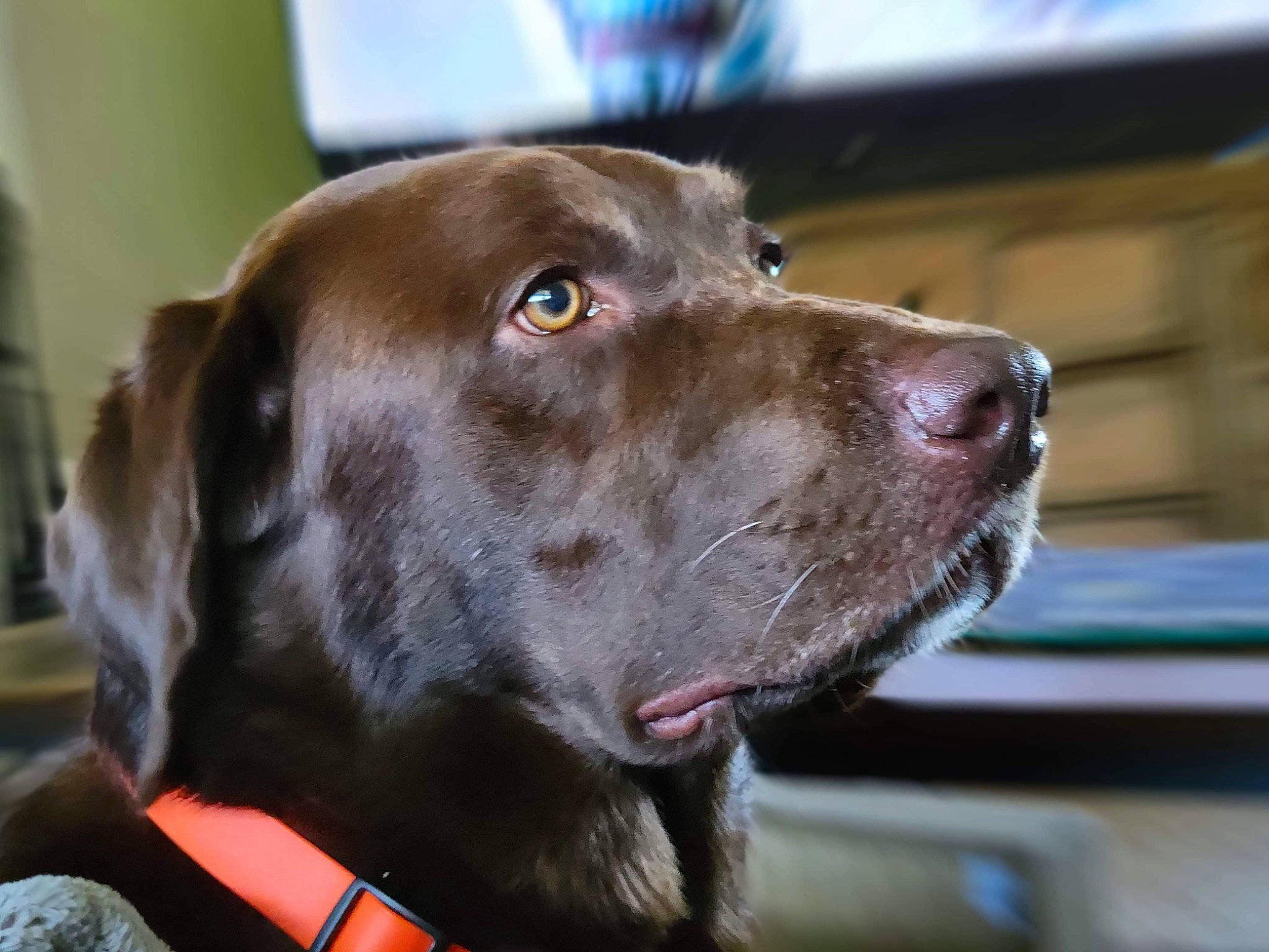 Charlie joined the competition — help win amazing prizes! borador, canidae, carnivore, collar, companion_dog, dog, dog_breed, dog_collar, fawn, fur, gun_dog, hunting_dog, liver, pet_supply, retriever, sporting_group, whiskers, working_animal, working_dog