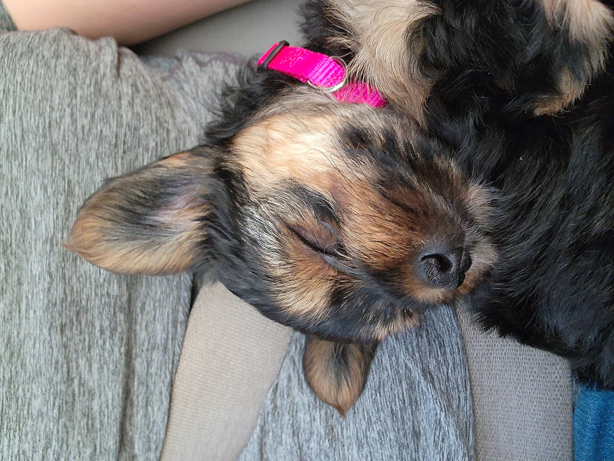 Shelby is registered to the contest to win money with this photo: canidae, carnivore, claw, comfort, companion_dog, dog, dog_breed, ear, fawn, fur, liver, nap, paw, puppy_love, snout, sporting_group, tail, toy_dog, whiskers, working_animal