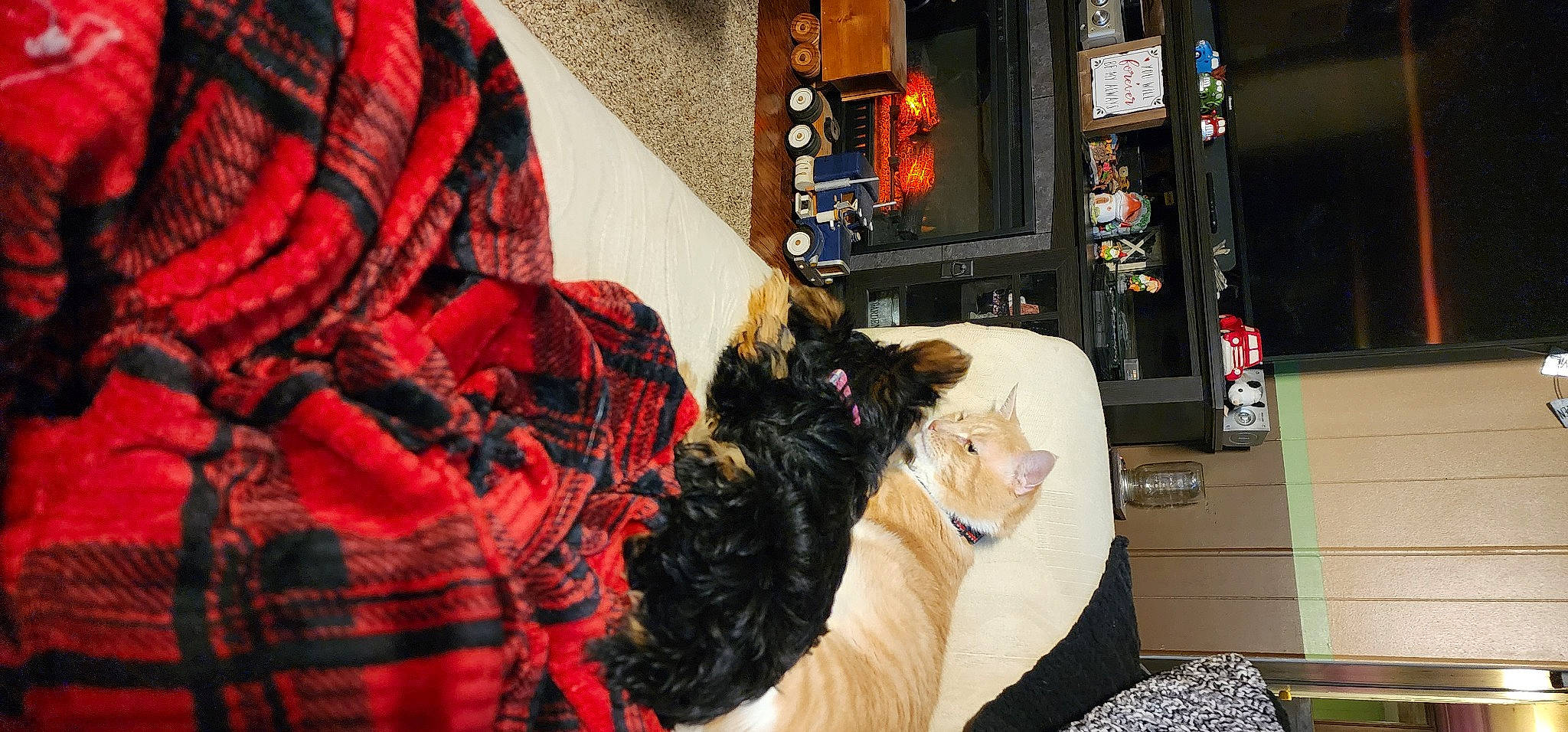 Shelby is registered to the contest to win money with this photo: bed, canidae, carnivore, collar, comfort, companion_dog, couch, dog, dog_breed, dog_supply, felidae, fur, pattern, plaid, room, small_to_medium_sized_cats, sporting_group, tartan, terrier, tree