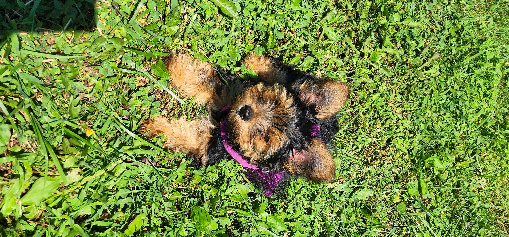 Shelby is registered to the contest to win money with this photo: biewer_terrier, carnivore, companion_dog, dog, dog_breed, dog_supply, fawn, fur, grass, groundcover, plant, small_terrier, soil, terrestrial_animal, terrier, toy_dog, welsh_terrier, working_animal, yorkipoo, yorkshire_terrier