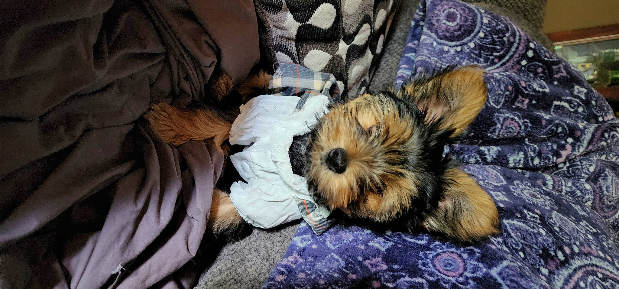 Shelby is registered to the contest to win money with this photo: canidae, carnivore, comfort, companion_dog, dog, dog_breed, dog_supply, fawn, flooring, fur, pattern, paw, sitting, small_terrier, snout, tail, terrestrial_animal, terrier, toy_dog, yorkipoo