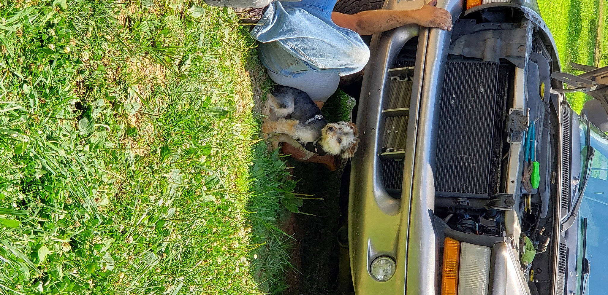 Freddy is registered to the contest to win money with this photo: auto_part, automotive_exterior, automotive_lighting, automotive_parking_light, automotive_tail_brake_light, automotive_tire, automotive_wheel_system, bumper, car, fender, grass, grille, groundcover, hood, motor_vehicle, plant, tree, vehicle, vehicle_door, wood