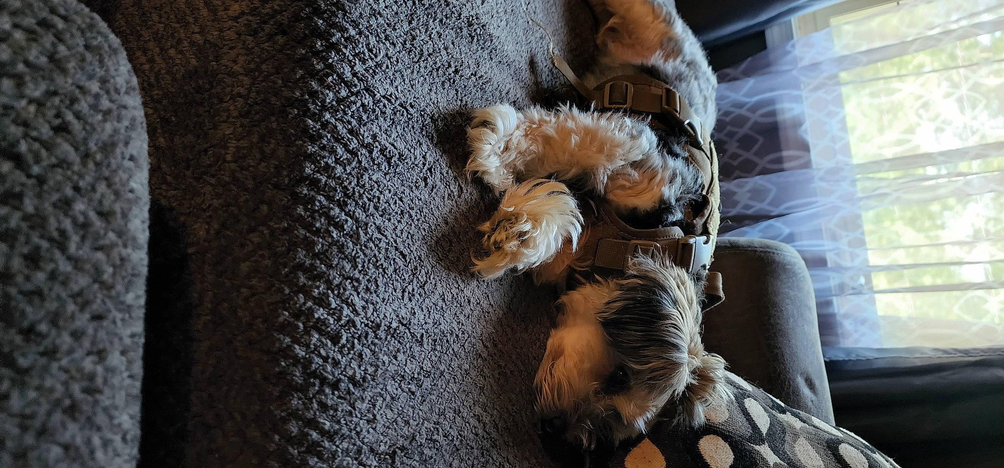 Freddy joined the competition — help win amazing prizes! canidae, carnivore, claw, comfort, companion_dog, dog, dog_breed, fawn, felidae, fur, paw, small_to_medium_sized_cats, sporting_group, tail, terrier, textile, toy, toy_dog, whiskers, wood