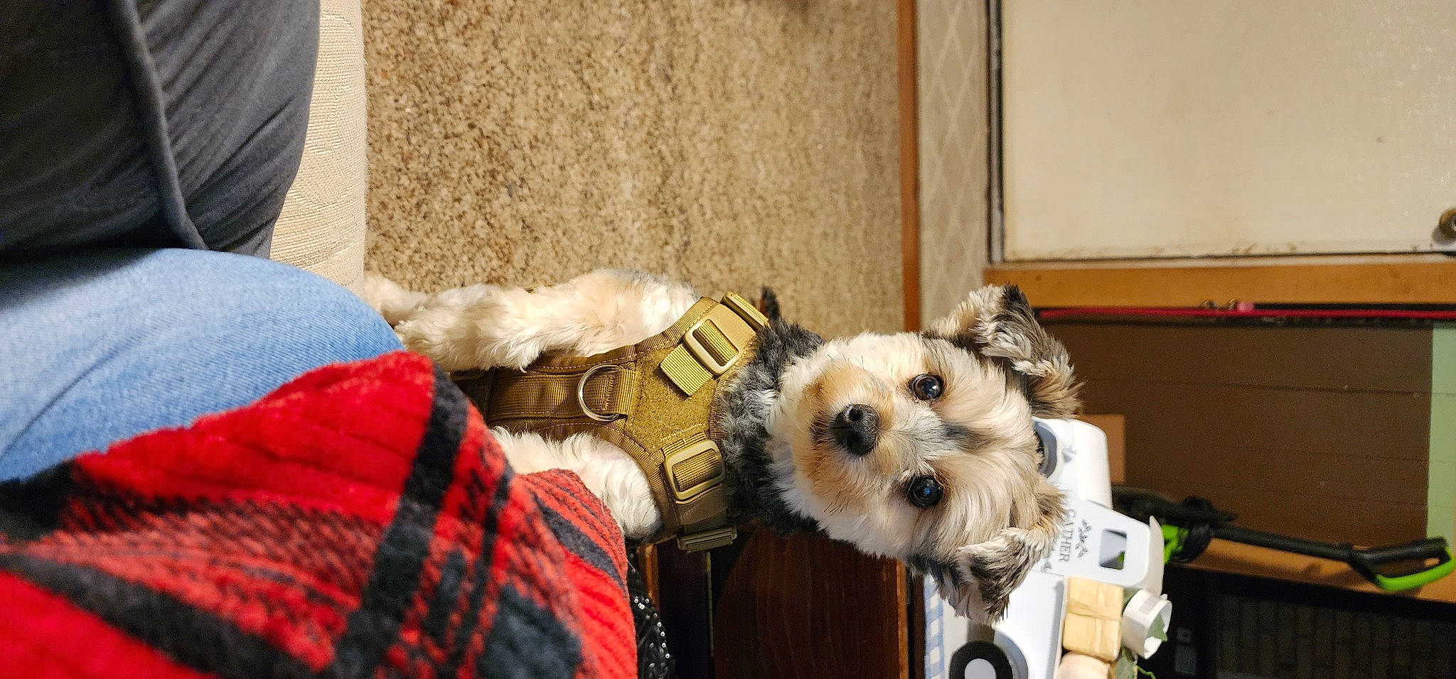 Freddy is registered to the contest to win money with this photo: canidae, carnivore, collar, comfort, companion_dog, dog, dog_breed, dog_clothes, dog_supply, fawn, fur, maltepoo, pattern, plaid, small_terrier, sporting_group, tartan, terrier, toy_dog, working_animal