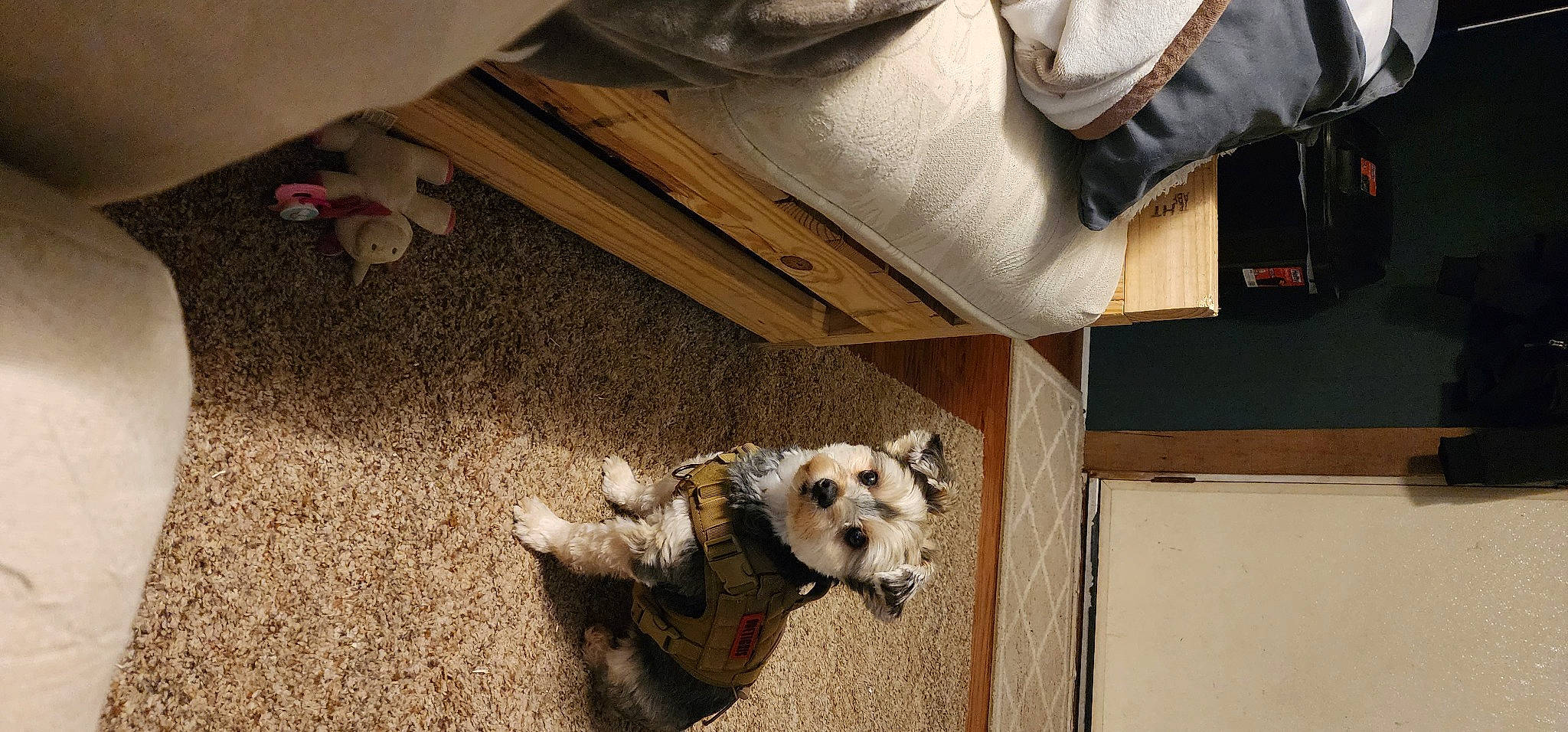 Freddy joined the competition — help win amazing prizes! canidae, carnivore, chair, companion_dog, dog, dog_breed, dog_supply, door, fawn, floor, flooring, fur, hardwood, paw, room, small_terrier, sporting_group, toy_dog, wood, working_animal