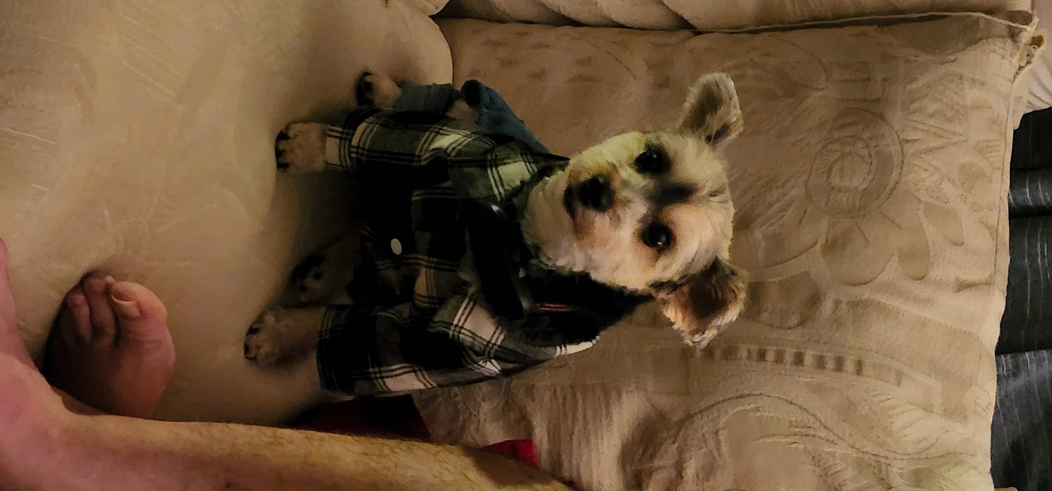 Freddy joined the competition — help win amazing prizes! canidae, carnivore, comfort, companion_dog, couch, dog, dog_breed, dog_clothes, dog_supply, fawn, fur, pet_supply, small_terrier, snout, sporting_group, stuffed_toy, terrier, toy, toy_dog, working_animal