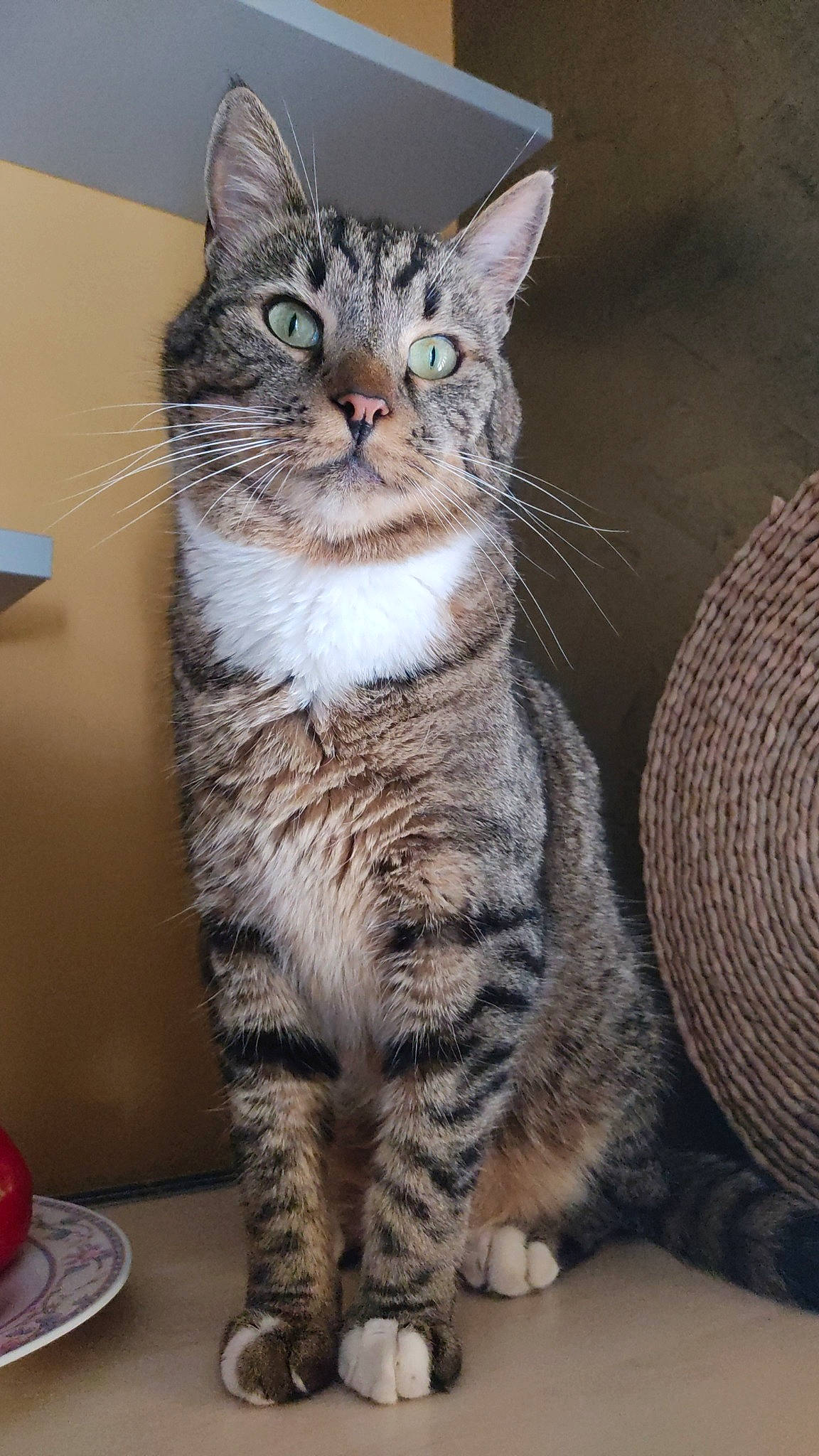 Tigrou a rejoint le concours — aidez-le/la à gagner de superbes lots ! carnivore, cat, domestic_short_haired_cat, felidae, fur, iris, paw, small_to_medium_sized_cats, snout, tail, terrestrial_animal, whiskers, wildlife, window