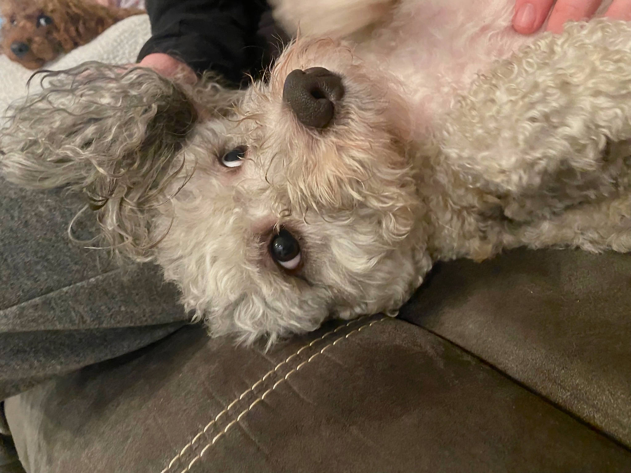 Teddy joined the competition — help win amazing prizes! canidae, carnivore, companion_dog, dog, dog_breed, dog_collar, dog_supply, fawn, fur, maltepoo, non_sporting_group, poodle, poodle_crossbreed, shih_poo, small_terrier, snout, sporting_group, terrier, toy_dog, working_animal