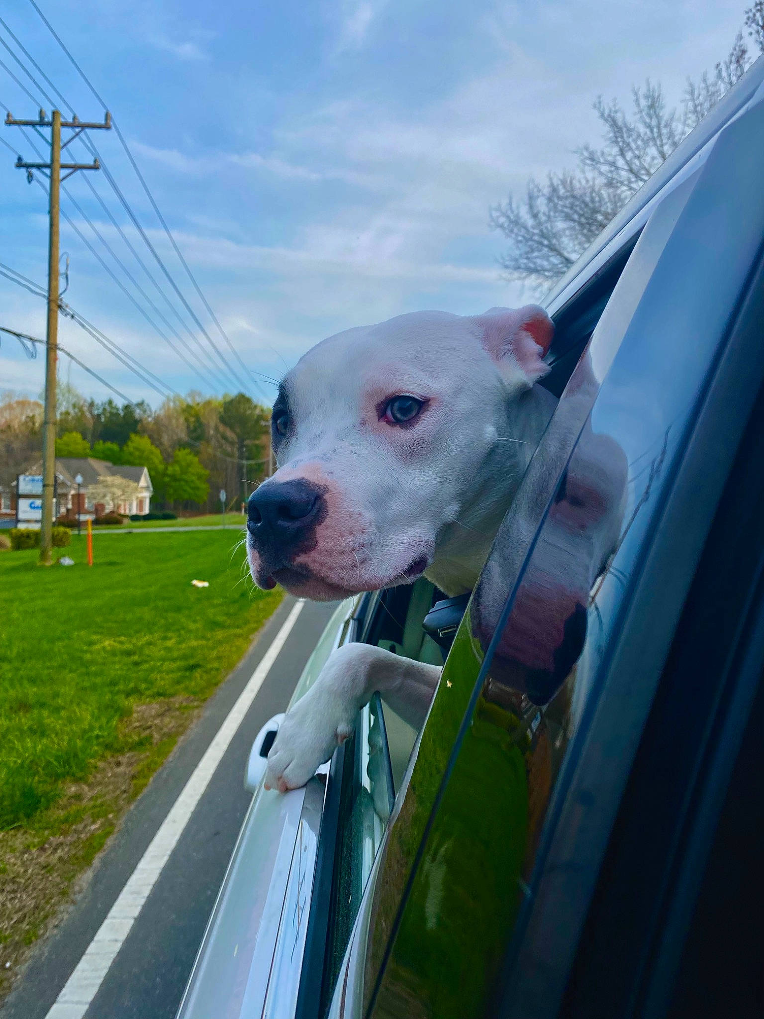 Bojangles joined the competition — help win amazing prizes! automotive_exterior, automotive_lighting, automotive_mirror, car, carnivore, cloud, companion_dog, dog, dog_breed, fawn, grass, grille, hood, plant, sky, snout, tree, vehicle, vehicle_door, working_animal