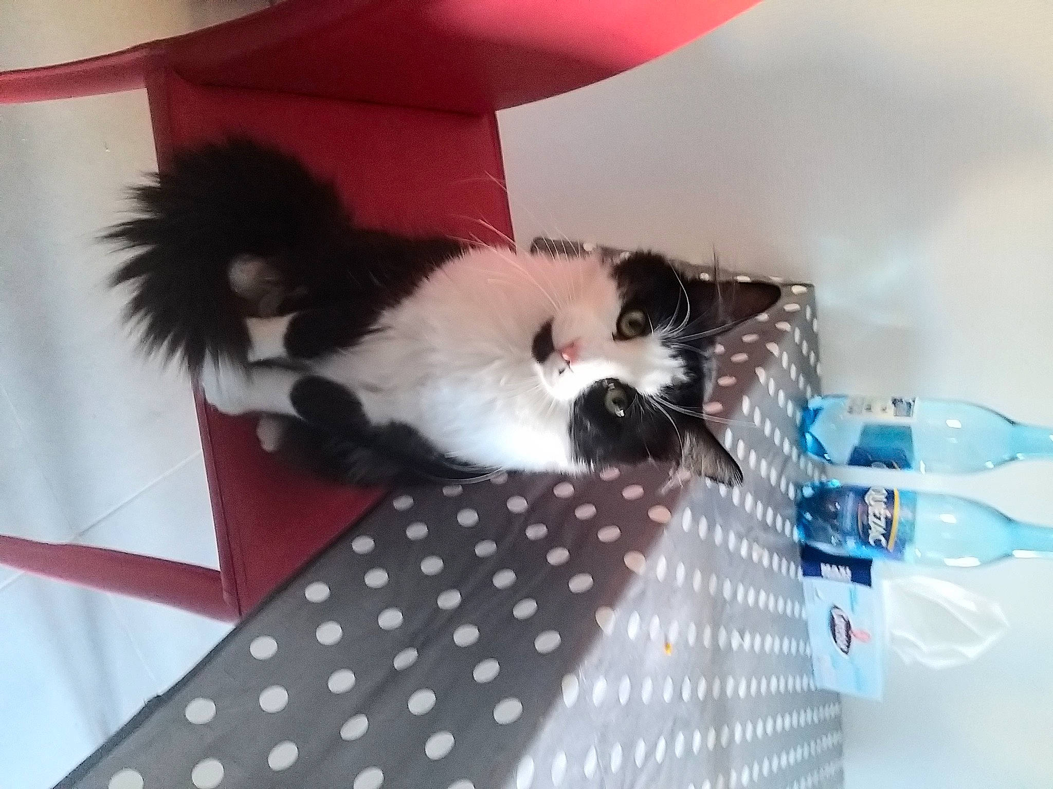 Bebert participe au concours pour gagner de l'argent avec cette photo : box, carmine, carnivore, cat, companion_dog, domestic_short_haired_cat, felidae, flooring, fur, pattern, paw, room, small_to_medium_sized_cats, tail, whiskers