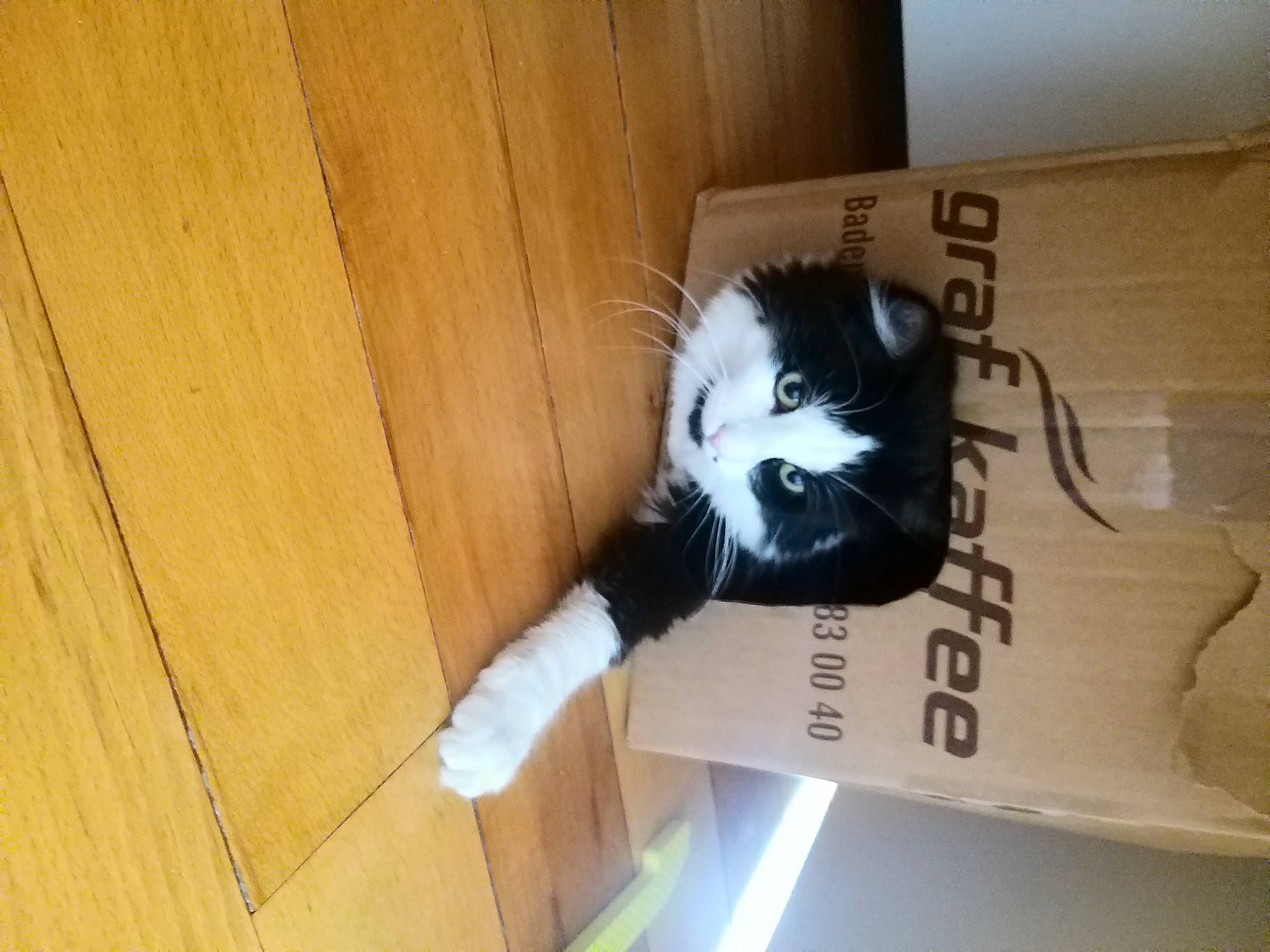 Bebert a rejoint le concours — aidez-le/la à gagner de superbes lots ! cardboard, carnivore, carton, felidae, flooring, fur, hardwood, packaging_and_labeling, packing_materials, paper, paper_product, plank, plywood, room, small_to_medium_sized_cats, tail, varnish, whiskers, wood, wood_stain