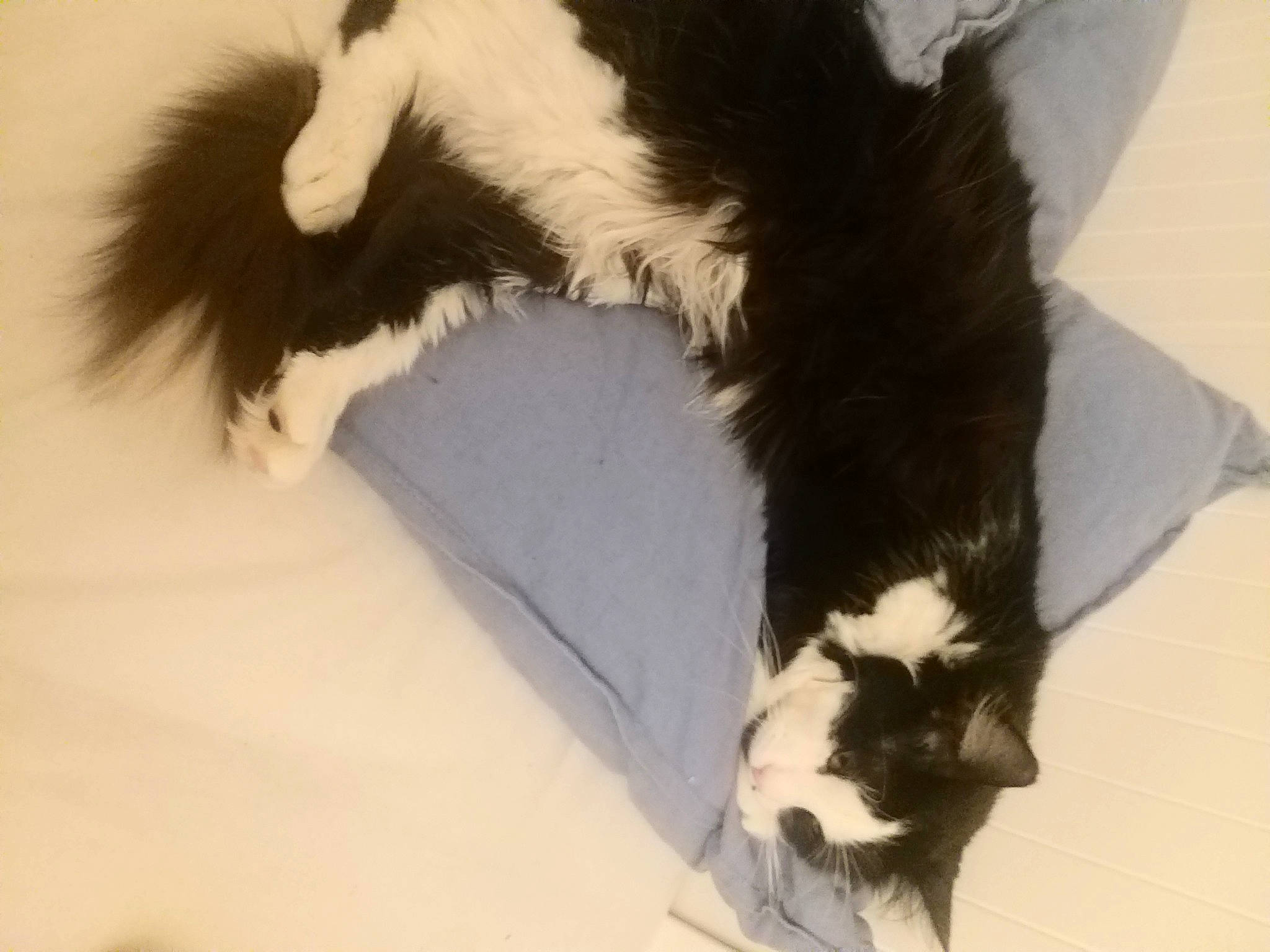 Bebert a rejoint le concours — aidez-le/la à gagner de superbes lots ! canidae, carnivore, cat, claw, comfort, companion_dog, dog_breed, domestic_short_haired_cat, felidae, foot, fur, human_leg, paw, small_to_medium_sized_cats, snout, sporting_group, tail, terrestrial_animal, whiskers, working_animal