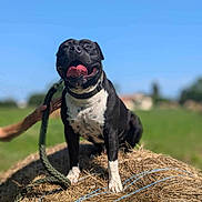 Tacos a rejoint le concours — aidez-le/la à gagner de superbes lots ! accessories, animal, bostonbull, boxer, bulldog, canine, countryside, dog, frenchbulldog, leash, nature, outdoors, pet, pitbull, pug, puppy, rope, snout, strap, straw