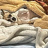Katie is registered to the contest to win money with this photo: animal, bed, blanket, brown, canine, comfort, cozy, cute, dog, domestic, fur, indoor, pet, relaxed, resting, sleepy, snuggle, soft, warm, white