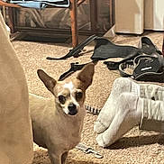Katie is registered to the contest to win money with this photo: brown, canine, carpet, chair, clothes, cozy, curious, dog, domestic, ears, floor, furniture, household_items, indoor, looking, pet, room, small_dog, standing, white