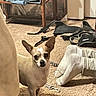 brown, canine, carpet, chair, clothes, cozy, curious, dog, domestic, ears, floor, furniture, household_items, indoor, looking, pet, room, small_dog, standing, white
