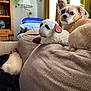 blanket, couch, cozy, curtains, dog, fur, home_decor, indoor, lamp, living_room, looking_back, natural_light, pet, pillow, plush_toy, relaxing, sheep_plush, small_dog, window, wooden_cabinet