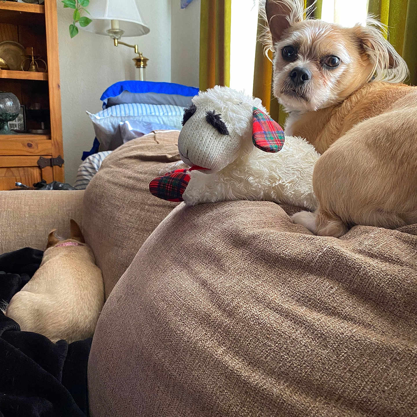 Roxanne Lanham is registered to the contest to win money with this photo: blanket, couch, cozy, curtains, dog, fur, home_decor, indoor, lamp, living_room, looking_back, natural_light, pet, pillow, plush_toy, relaxing, sheep_plush, small_dog, window, wooden_cabinet