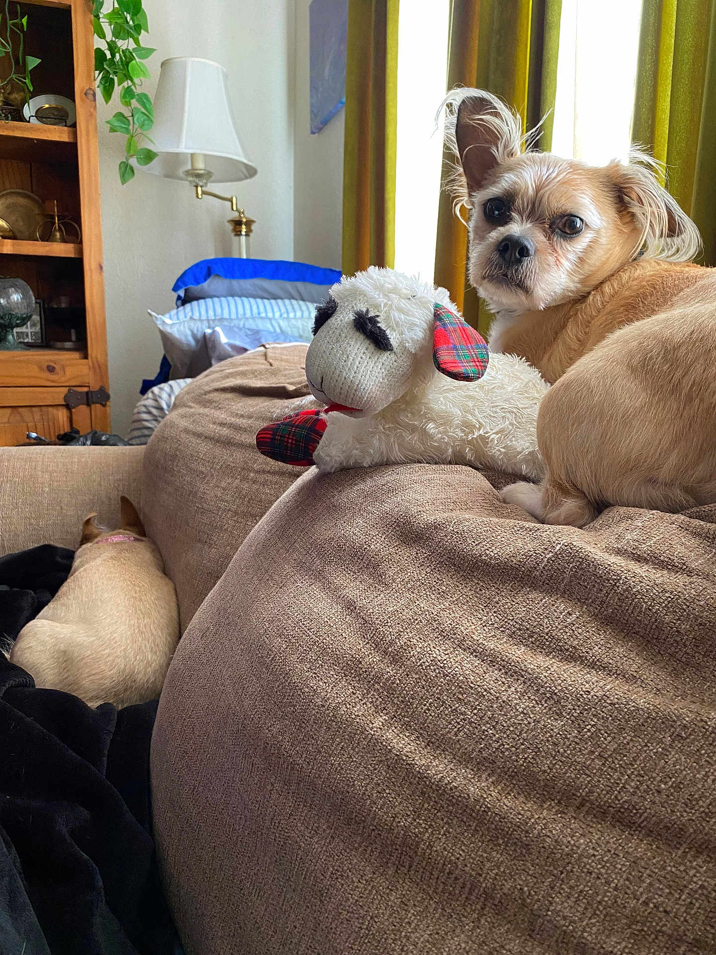 Roxanne Lanham is registered to the contest to win money with this photo: dog, couch, plush_toy, sheep_plush, living_room, lamp, curtains, window, wooden_cabinet, pillow, blanket, pet, fur, indoor, cozy, relaxing, small_dog, looking_back, natural_light, home_decor