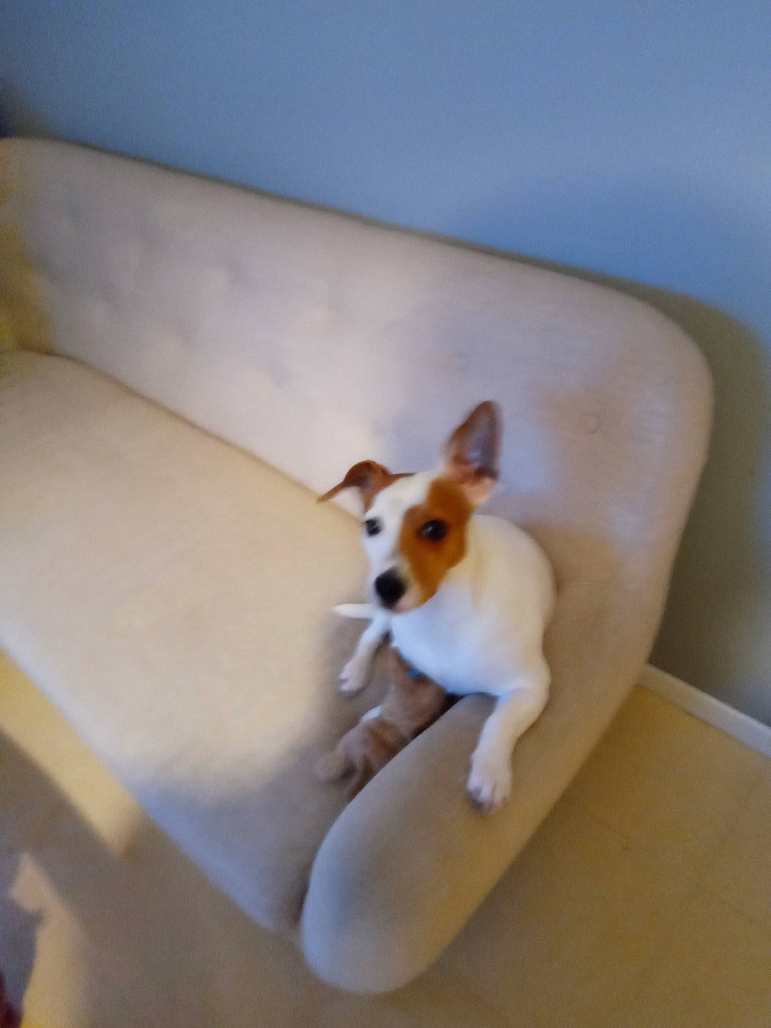 Noni participe au concours pour gagner de l'argent avec cette photo : basenji, canidae, carnivore, companion_dog, dog, dog_breed, ear, fawn, fox_terrier, jack_russell_terrier, mammal, miniature_fox_terrier, parson_russell_terrier, puppy, rat_terrier, russell_terrier, smooth_fox_terrier, teddy_roosevelt_terrier, tenterfield_terrier, toy_fox_terrier