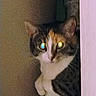 Dana is registered to the contest to win money with this photo: cat, peeking, doorframe, curious, low_light, glowing_eyes, indoor, feline, tabby, white_fur, animal, pet, close_up, mysterious, shadow, whiskers, ears, portrait, looking, quiet