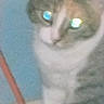 cat, animal, pet, feline, closeup, blurry, indoor, glowing_eyes, face, fur, whiskers, blue_background, orange_object, domestic, cute, portrait, indistinct, soft_focus, light_reflection, curious