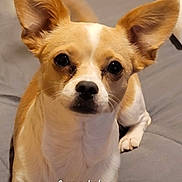 Alleybear joined the competition — help win amazing prizes! dog, small_dog, brown_and_white, large_ears, looking_at_camera, pet, indoor, bed, gray_bedspread, cute, animal, companion, face, ears, lying_down, alert, domestic, canine, close_up, portrait