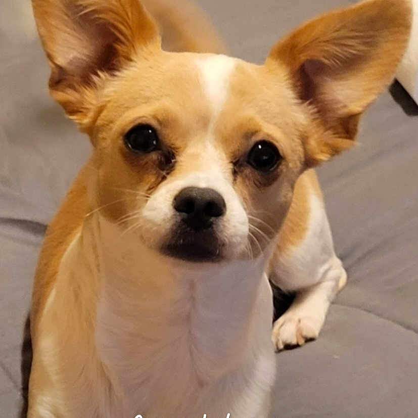 Alleybear joined the competition — help win amazing prizes! dog, small_dog, brown_and_white, large_ears, looking_at_camera, pet, indoor, bed, gray_bedspread, cute, animal, companion, face, ears, lying_down, alert, domestic, canine, close_up, portrait