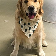 Le Kookie a rejoint le concours — aidez-le/la à gagner de superbes lots ! carnivoran, companion_dog, dog, dog_breed, dog_breed_group, dog_crossbreeds, dog_like_mammal, golden_retriever, labrador_retriever, paw, puppy, puppy_love, retriever, snout, sporting_group