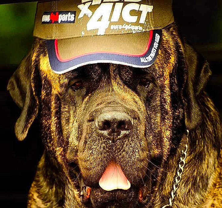 Broussard participe au concours pour gagner de l'argent avec cette photo : alano_espanol, alaunt, ancient_dog_breeds, bandog, boerboel, bully_kutta, cane_corso, canidae, carnivore, dog, dog_breed, giant_dog_breed, guard_dog, mammal, non_sporting_group, perro_de_presa_canario, snout, sporting_group, vertebrate, working_dog