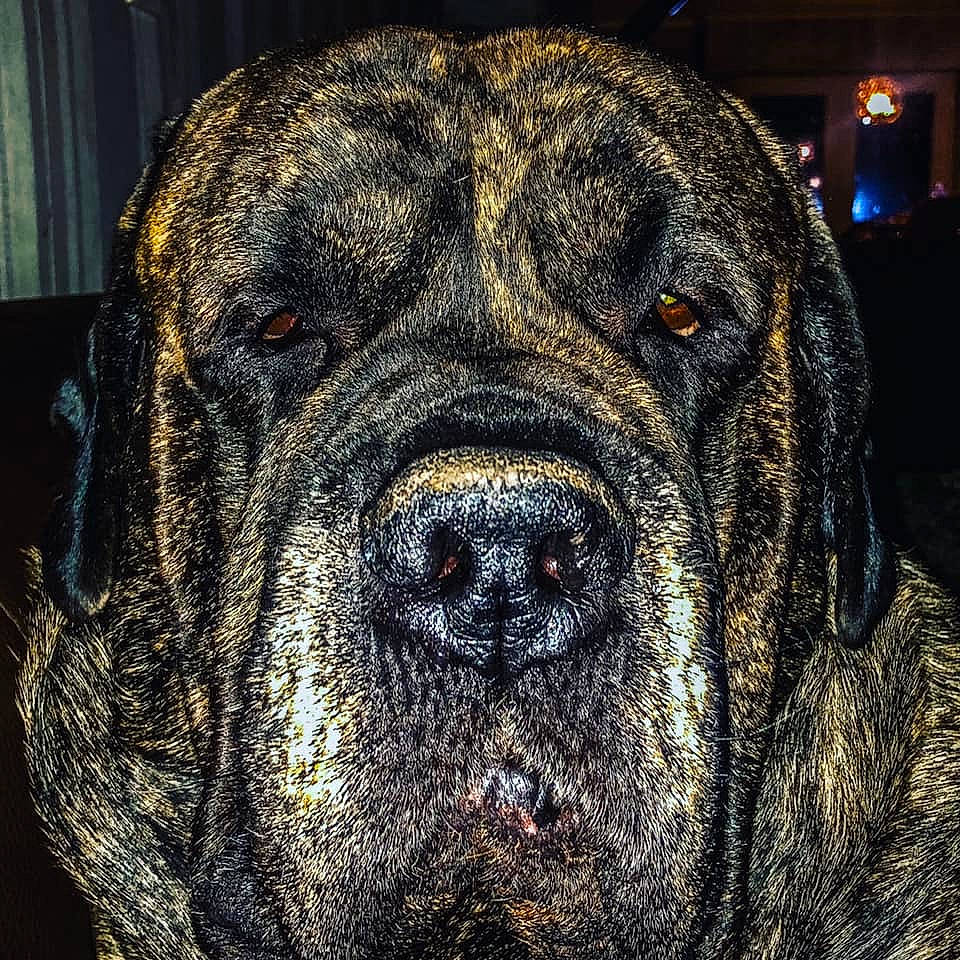Broussard participe au concours pour gagner de l'argent avec cette photo : alano_espanol, alaunt, american_mastiff, ancient_dog_breeds, bandog, boerboel, bullmastiff, canidae, carnivore, dog, dog_breed, english_mastiff, fila_brasileiro, giant_dog_breed, korean_mastiff, mammal, molosser, perro_de_presa_canario, snout, vertebrate