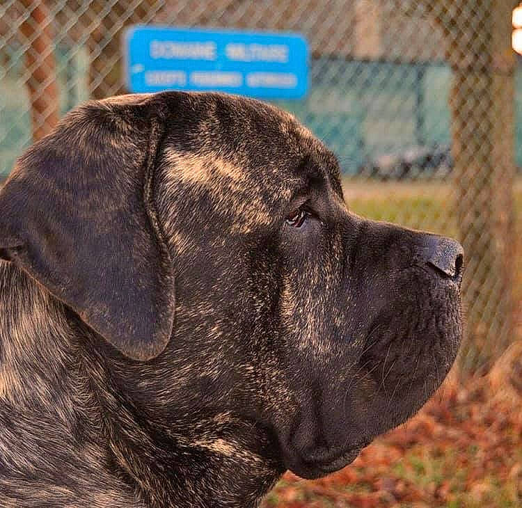 Broussard participe au concours pour gagner de l'argent avec cette photo : alano_espanol, alaunt, american_mastiff, ancient_dog_breeds, bandog, boerboel, cane_corso, canidae, carnivore, dog, dog_breed, english_mastiff, fila_brasileiro, guard_dog, mammal, molosser, perro_de_presa_canario, snout, sporting_group, vertebrate