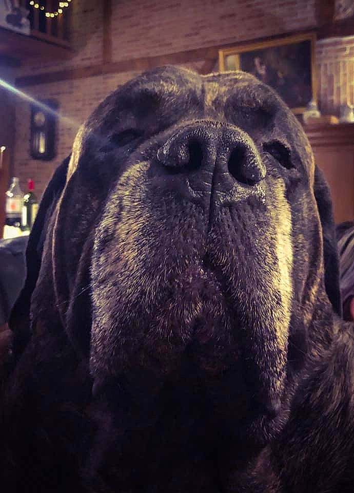 Broussard participe au concours pour gagner de l'argent avec cette photo : canidae, carnivore, dog, dog_breed, eye, fur, guard_dog, nose, sky, snout, sporting_group, whiskers