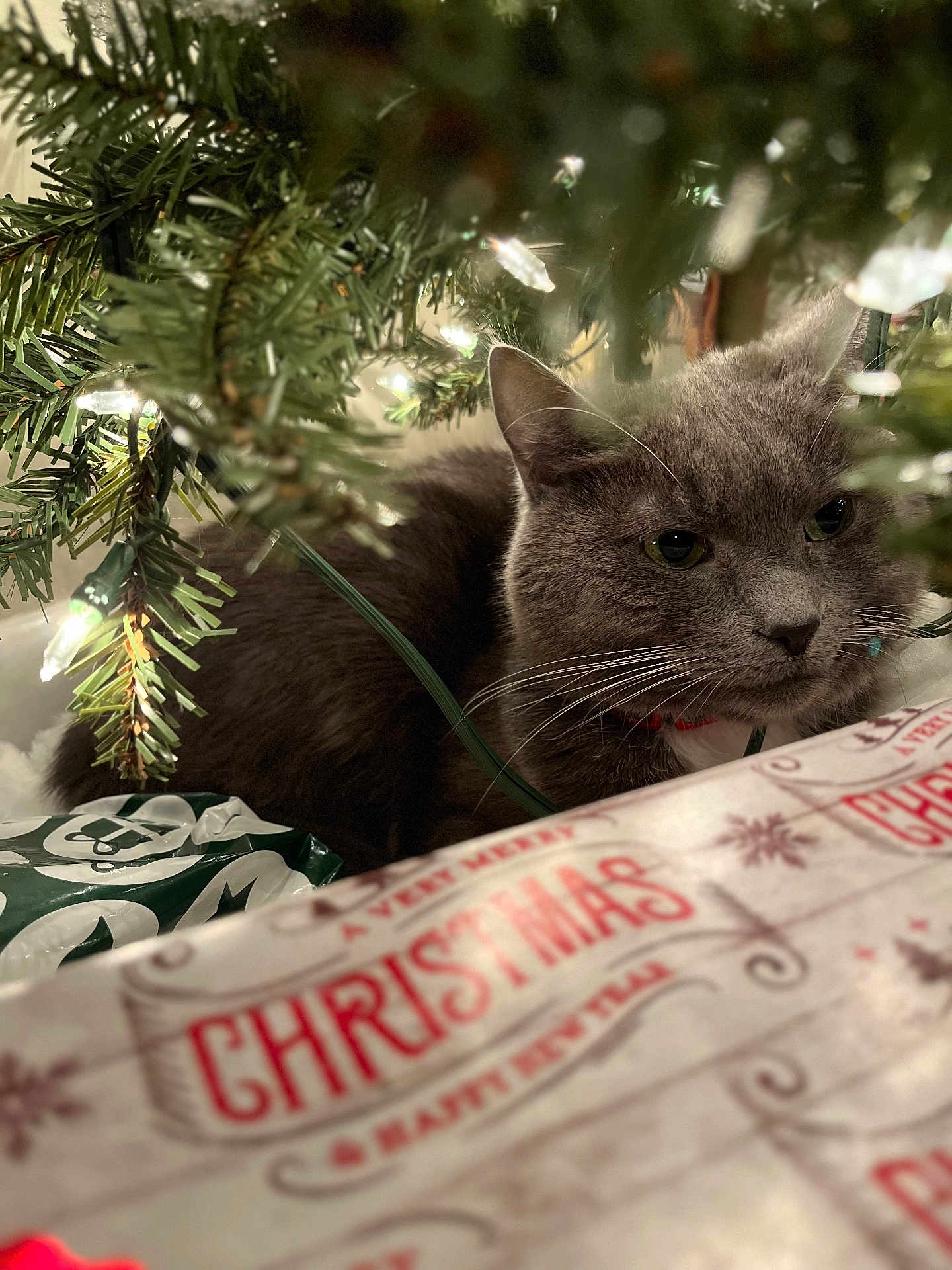 Gabby joined the competition — help win amazing prizes! cat, gray_cat, christmas_tree, christmas_lights, holiday_wrapping_paper, festive, indoor, pet, whiskers, fur, tree_branches, greenery, ornaments, holiday_decor, closeup, animal, domestic_cat, christmas, cute, cozy