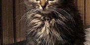 Prada participe au concours pour gagner de l'argent avec cette photo : abyssinian, advertisement, angora, animal, blackcat, brasssection, cat, den, electronics, envelope, greetingcard, hardware, horn, indoors, kitten, manx, musicalinstrument, person, pet, poster