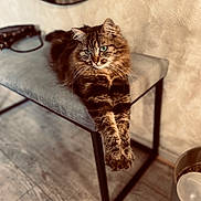 Prada participe au concours pour gagner de l'argent avec cette photo : bench, cat, cozy, cute, domestic_animal, floor, fluffy, furniture, indoor, light, mirror, modern, paws, pet, relaxed, resting, stretching, tabby, wall, whiskers