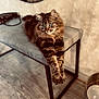 bench, cat, cozy, cute, domestic_animal, floor, fluffy, furniture, indoor, light, mirror, modern, paws, pet, relaxed, resting, stretching, tabby, wall, whiskers