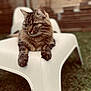 Prada a rejoint le concours — aidez-le/la à gagner de superbes lots ! animal, calm, cat, chair, daylight, ears, feline, fur, grass, nature, outdoor, paws, pet, portrait, relaxed, sitting, tabby, whiskers, white_chair, wooden_fence
