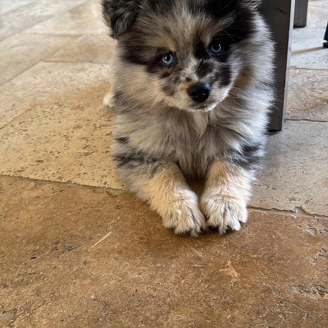 Ava a rejoint le concours — aidez-le/la à gagner de superbes lots ! animal, canine, cat, cockerspaniel, diningtable, dog, eskimodog, furniture, hardwood, husky, indoors, interiordesign, papillon, pet, plywood, poodle, puppy, table, terrier, wood